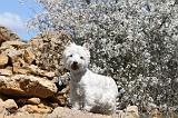 WESTIE 045